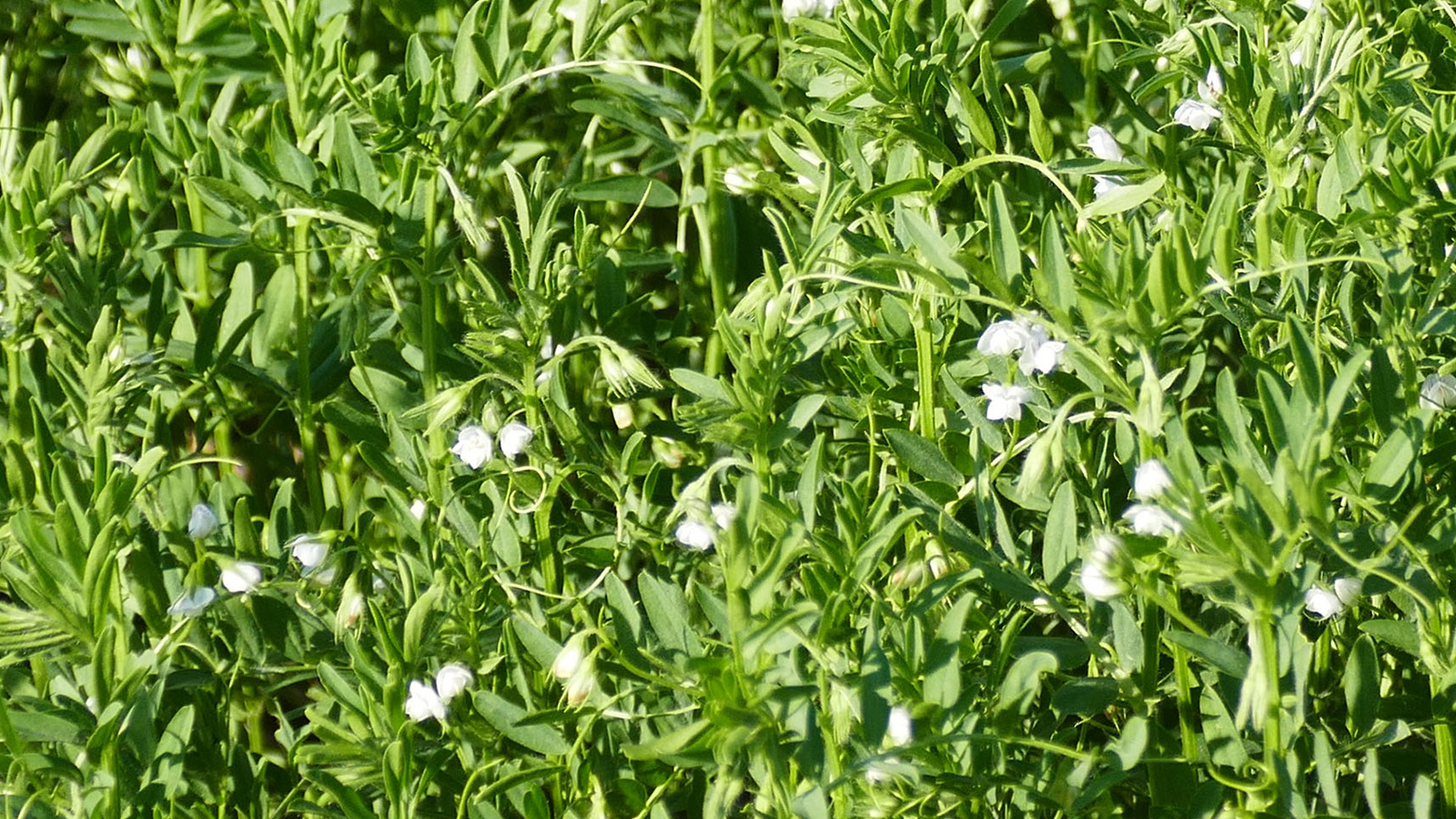 alimentos ecologicos