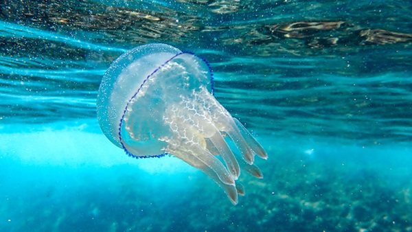 Puntura medusa rimedi