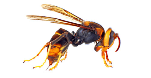 avispa asiatica