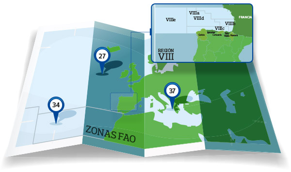 anchoas-cantabrico-zonas-fao
