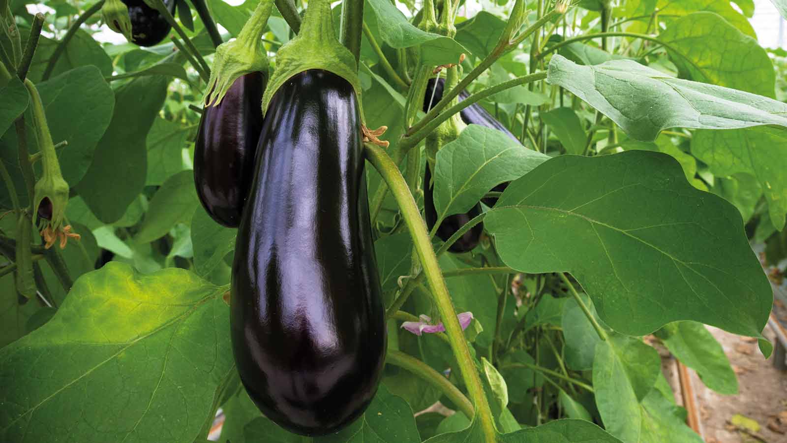 Berenjena propiedades nutricionales