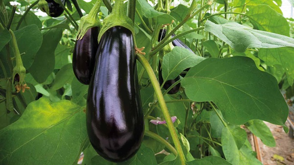 Berenjena propiedades nutricionales