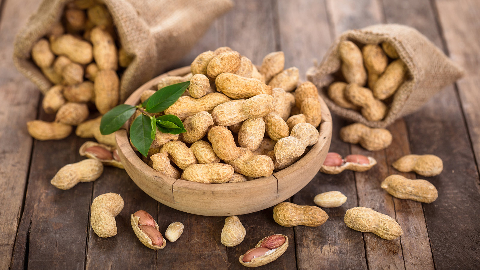 Franchi Seeds 1783 Franchi Seeds Of Italy Graines De Cacahuètes Arachidi 50 G Franchi Seeds Website Franchi Seeds 1783 Franchi Seeds Of Italy Graines De Cacahuètes Arachidi 50 G Franchi Seeds Website