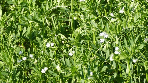 Campo y flores de lentejas