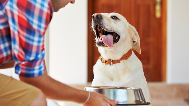 la mejor comida para tu perro