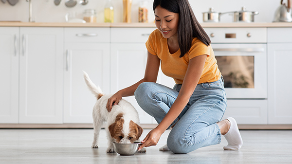 Dando de comer pienso a un perro en casa