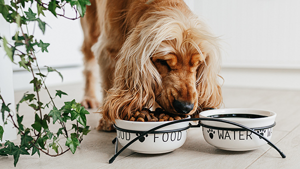 un perro comiendo pienso y con un recipiente de agua al lado