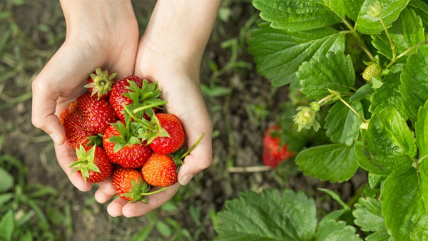 fresas propiedades