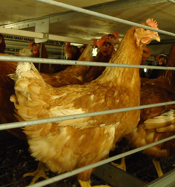 jaula gallina