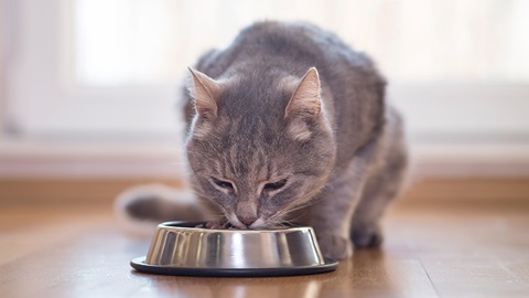 comida para gatos