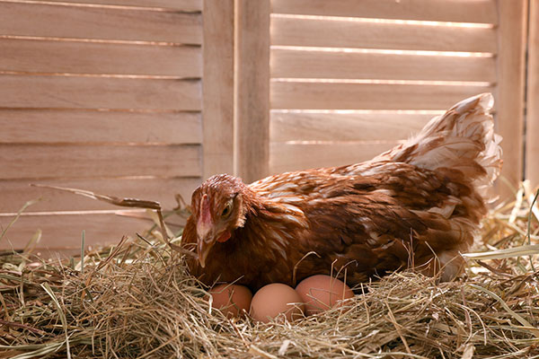 gallina empollando huevos