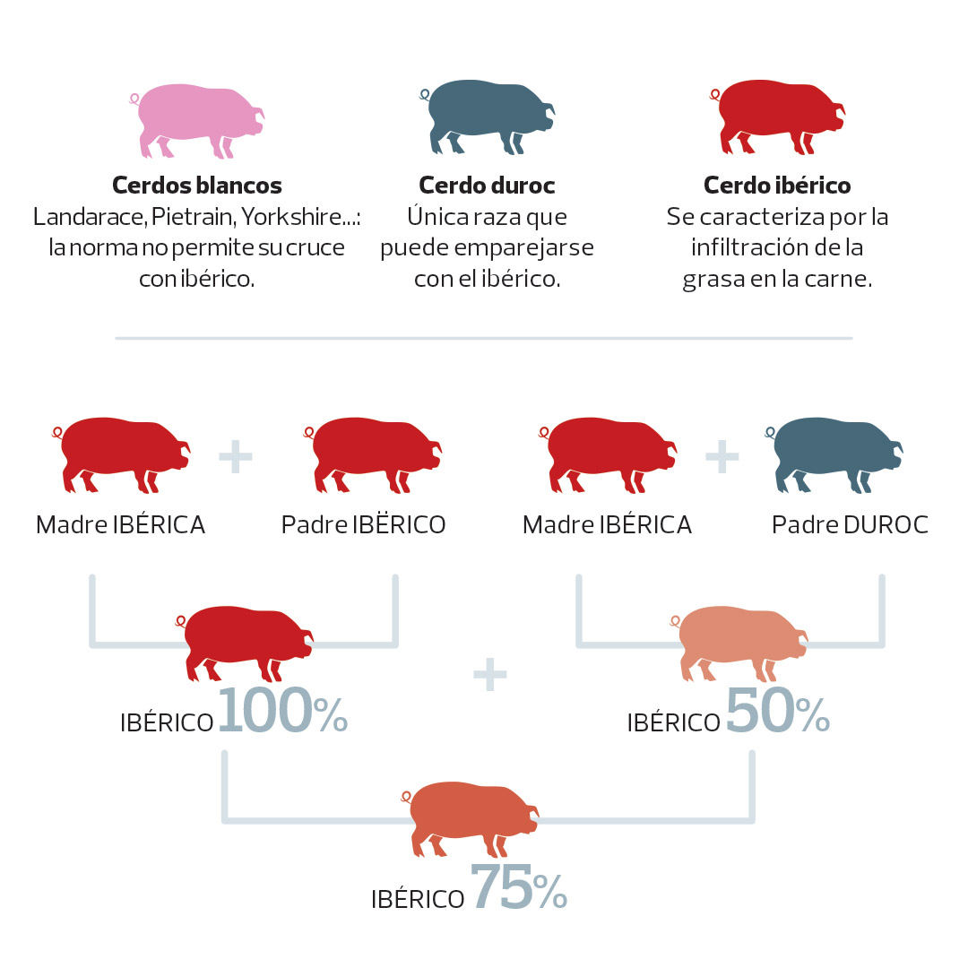 Como Elegir El Mejor Jamon Ocu