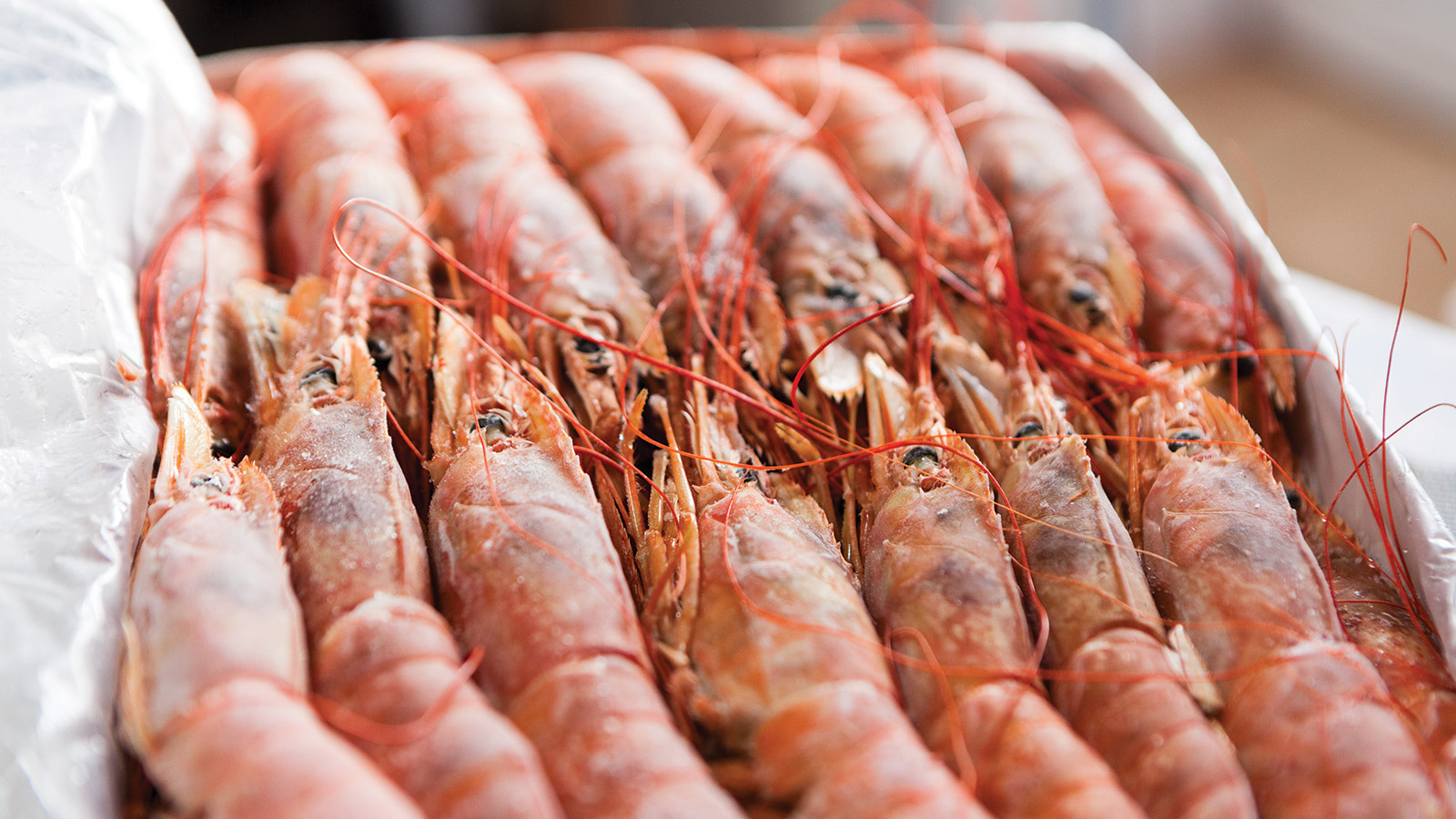 langostinos congelados