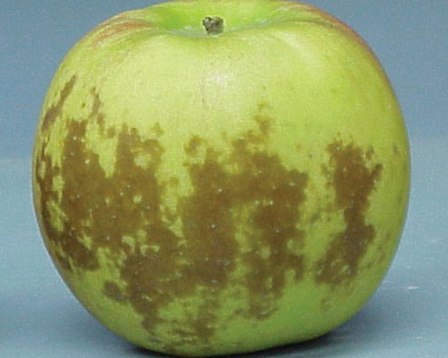 manzana beneficios