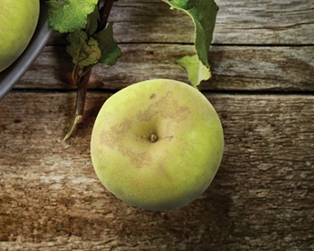 manzanas tipos
