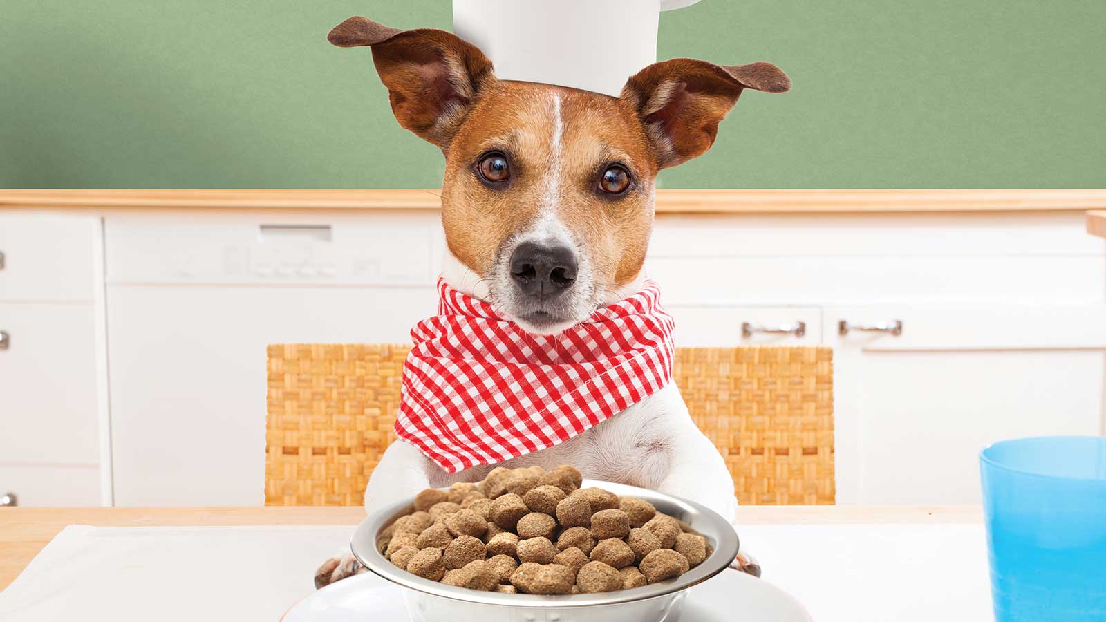 Mitos sobre comida para perros OCU