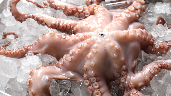 pulpo en el mar