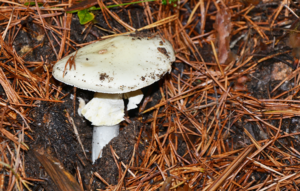 ammanita phalloides