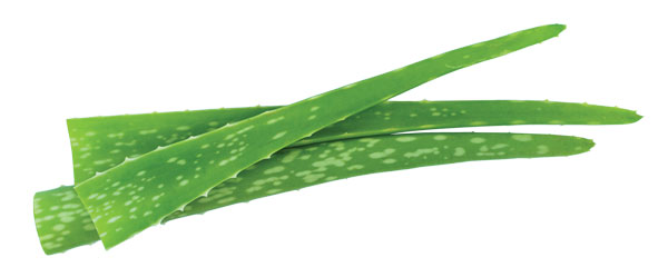 superalimentos-aloe