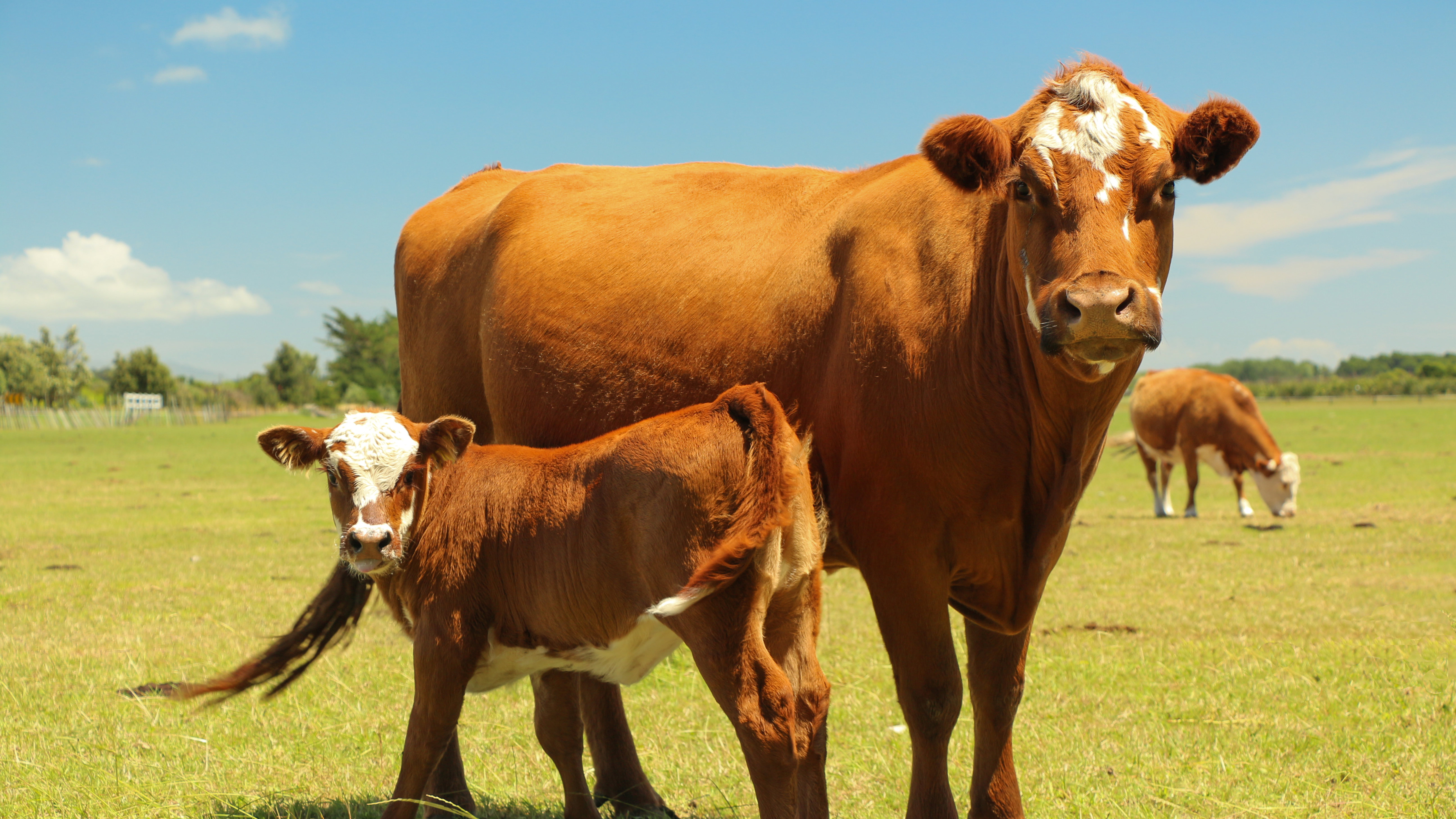 Claves para comprar carne de vacuno fresca OCU