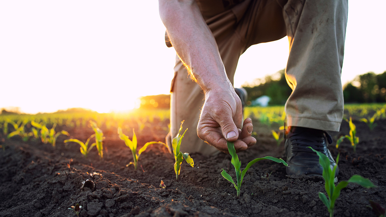 planta nueva en un campo de cultivo