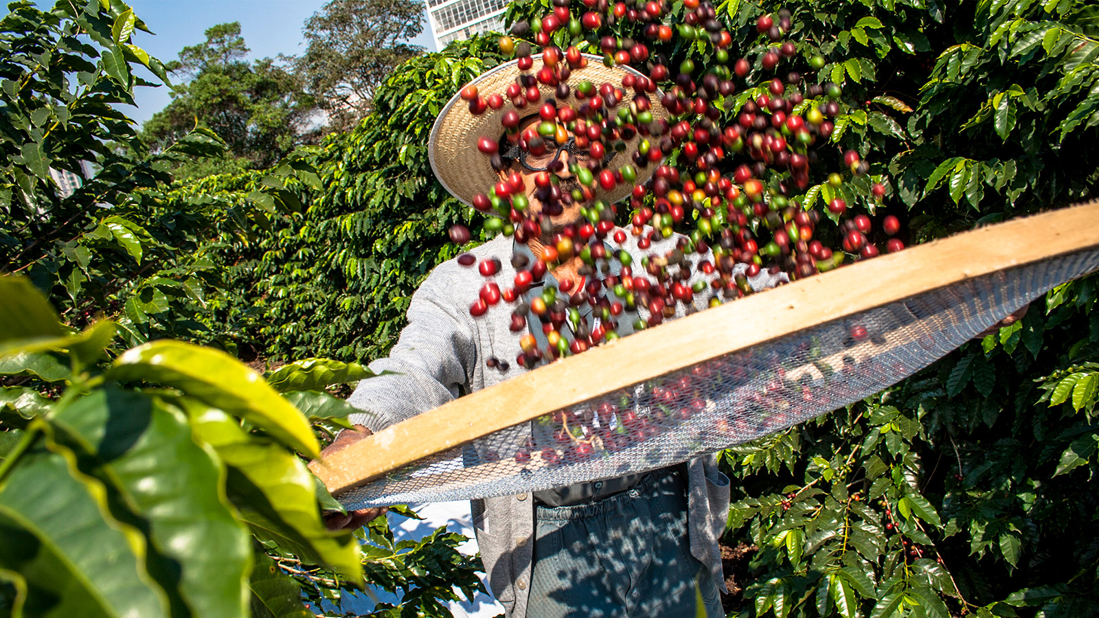 Procesado del café: paso a paso | OCU