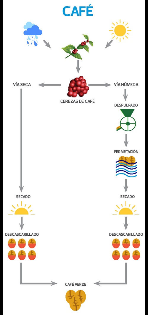 procesado del cafe despulpado