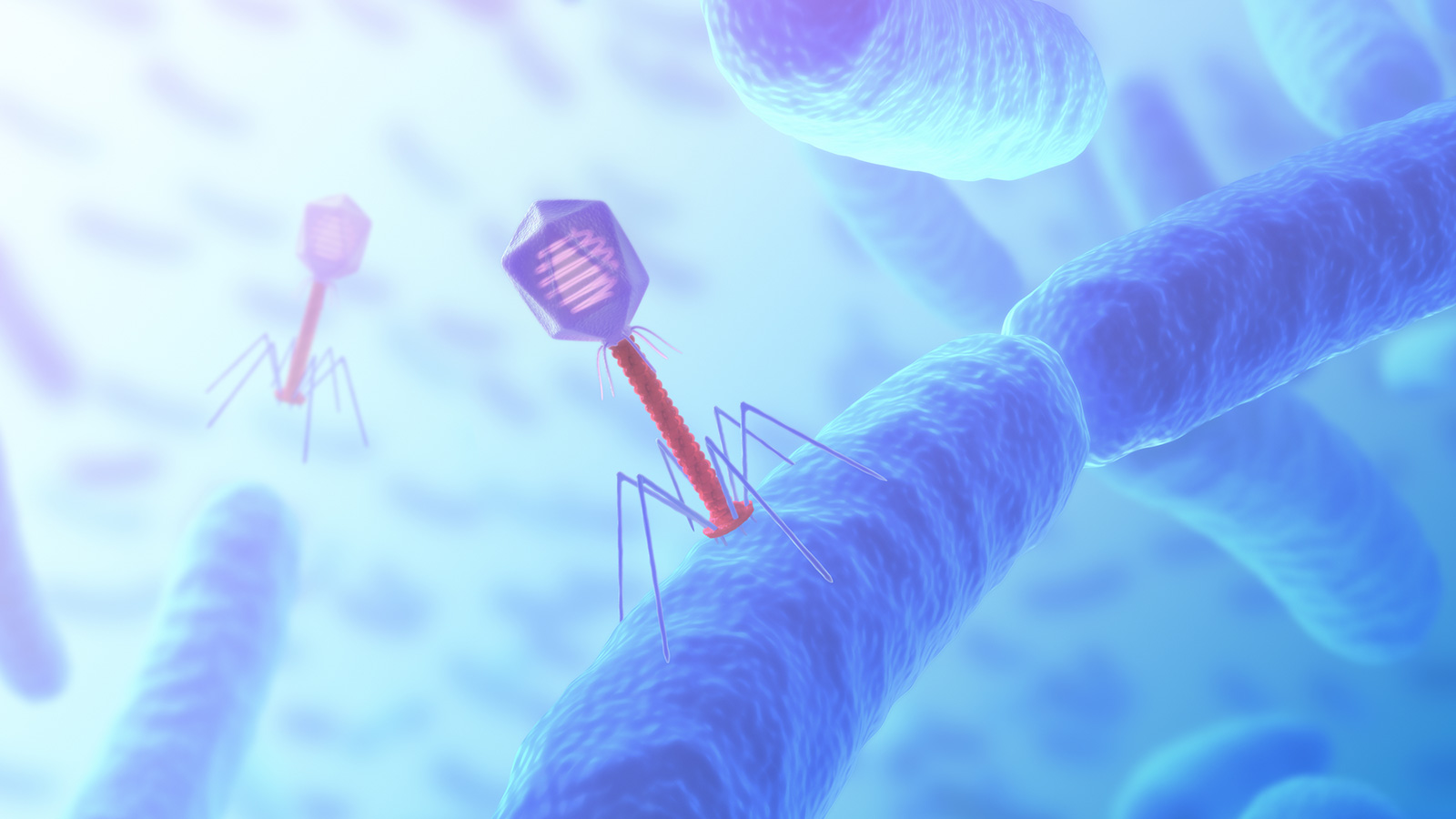 Qué son los bacteriófagos | OCU
