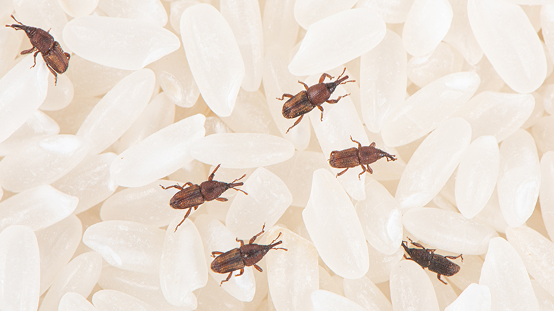 los gorgojos son dañinos para los perros