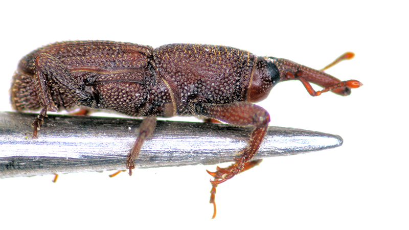 gorgojo