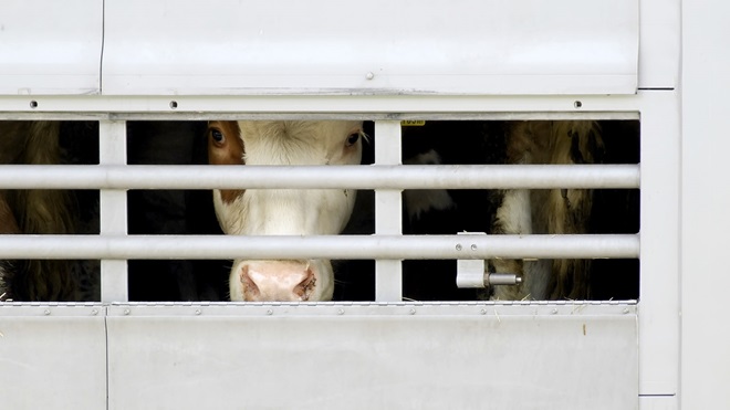 Vacas enfermas sacrificadas en Polonia