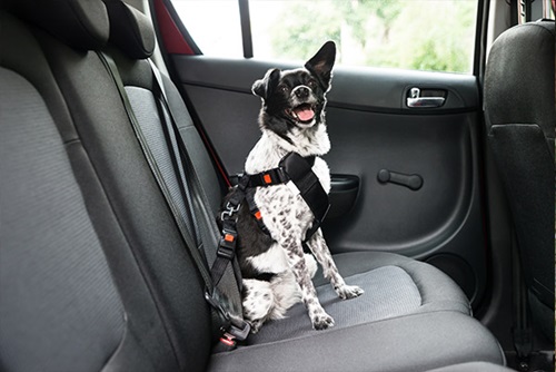 viajar-en-coche-con-perro-arnes