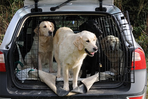 viajar-en-coche-con-perro-rejilla