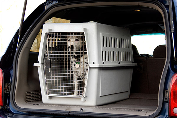 Viajar coche tu perro | OCU