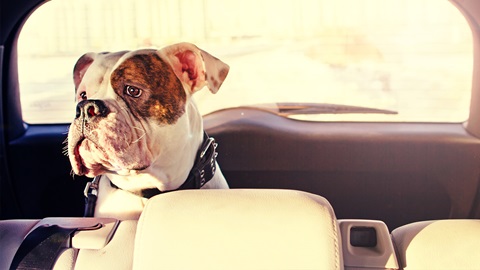 viajar-en-coche-con-perro