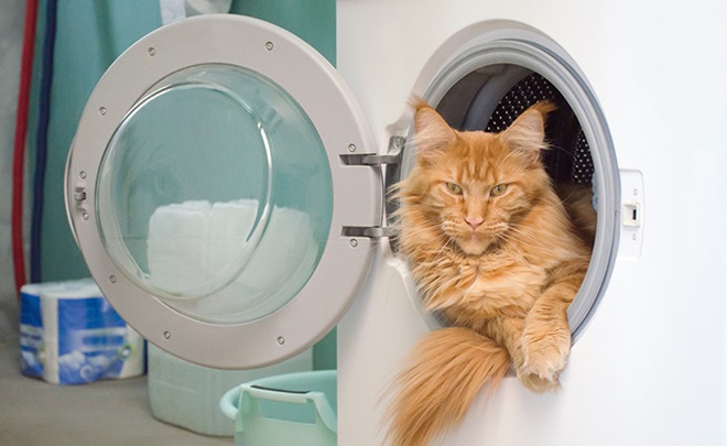atrapapelos-ocu-gato-dentro-de-lavadora