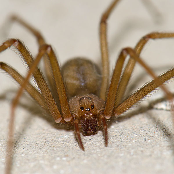 araña reclusa