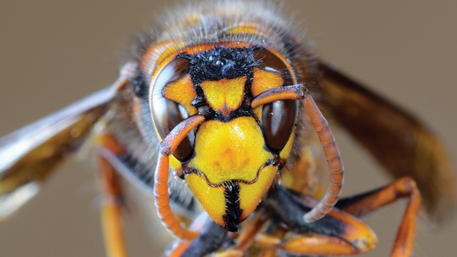 avispa asiática Vespa velutina