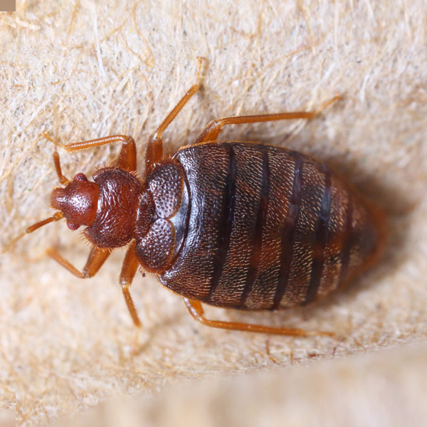 picadura chinchealt=