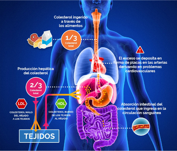 colesterol que es