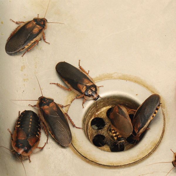 Como Eliminar Hormigas Y Cucarachas En Casa Ocu