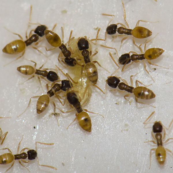 Cómo evitar insectos en casa