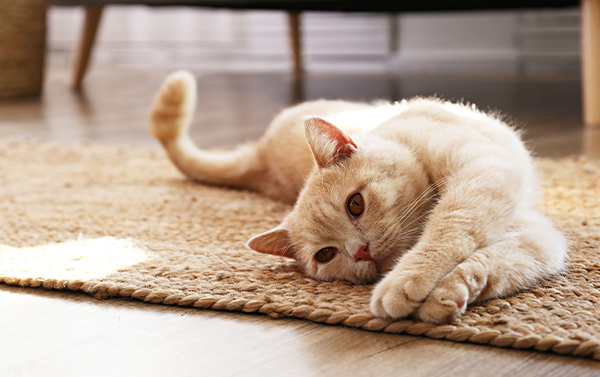 Gato jugando en la alfombra