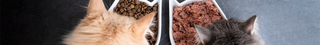 gatos con comida