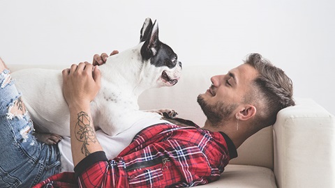 perro jugando con el dueño en el sofá