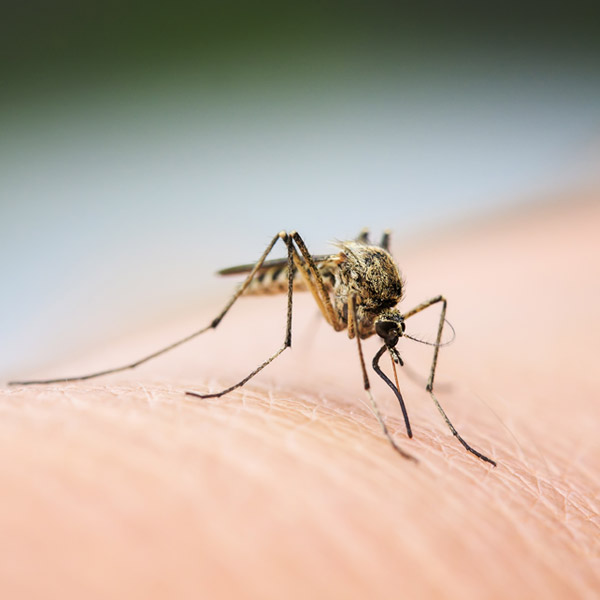 picadura mosquitoalt=