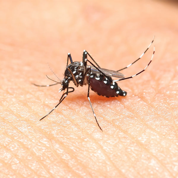 picadura mosquito tigre