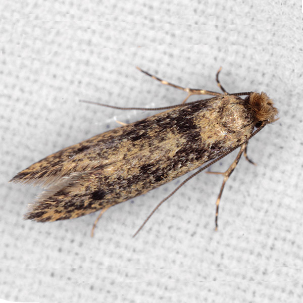 cómo eliminar polilla