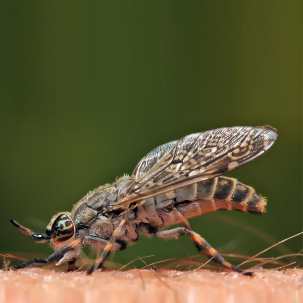 picadura tábanoalt=