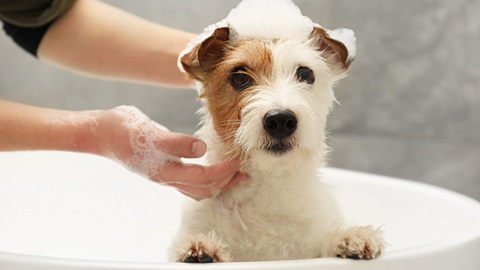 Champú para perros